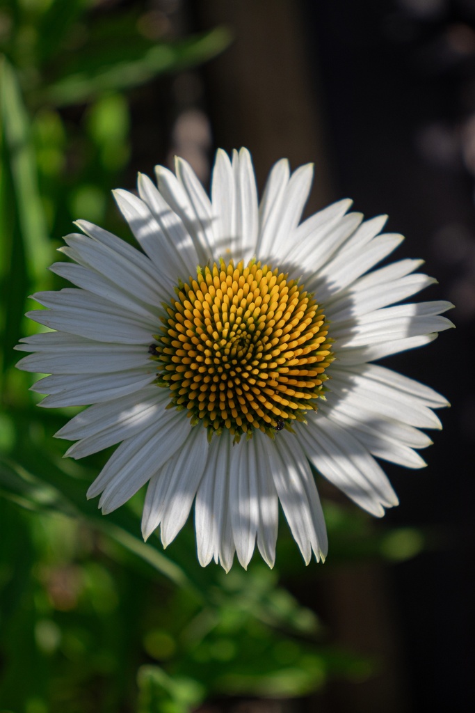 Echinacea hybride 'White Meditation' - La Pépinière d'Agnens