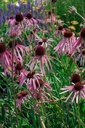 Echinacea pallida - La Pépinière d'Agnens