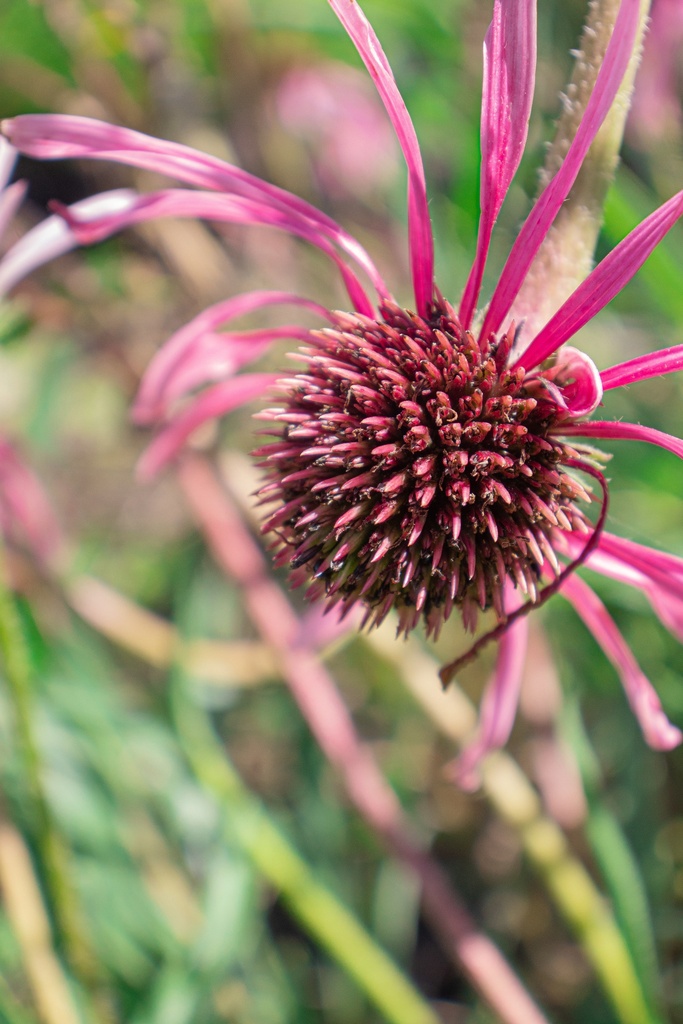 Echinacea pallida - La Pépinière d'Agnens