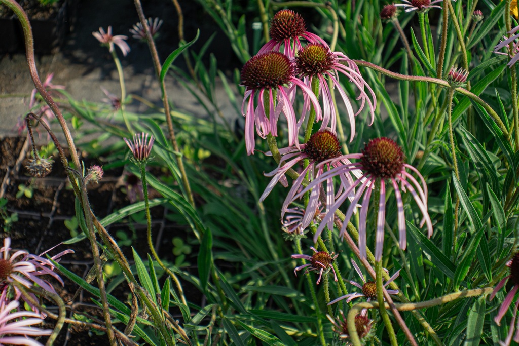 Echinacea pallida - La Pépinière d'Agnens