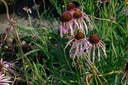 Echinacea pallida - La Pépinière d'Agnens