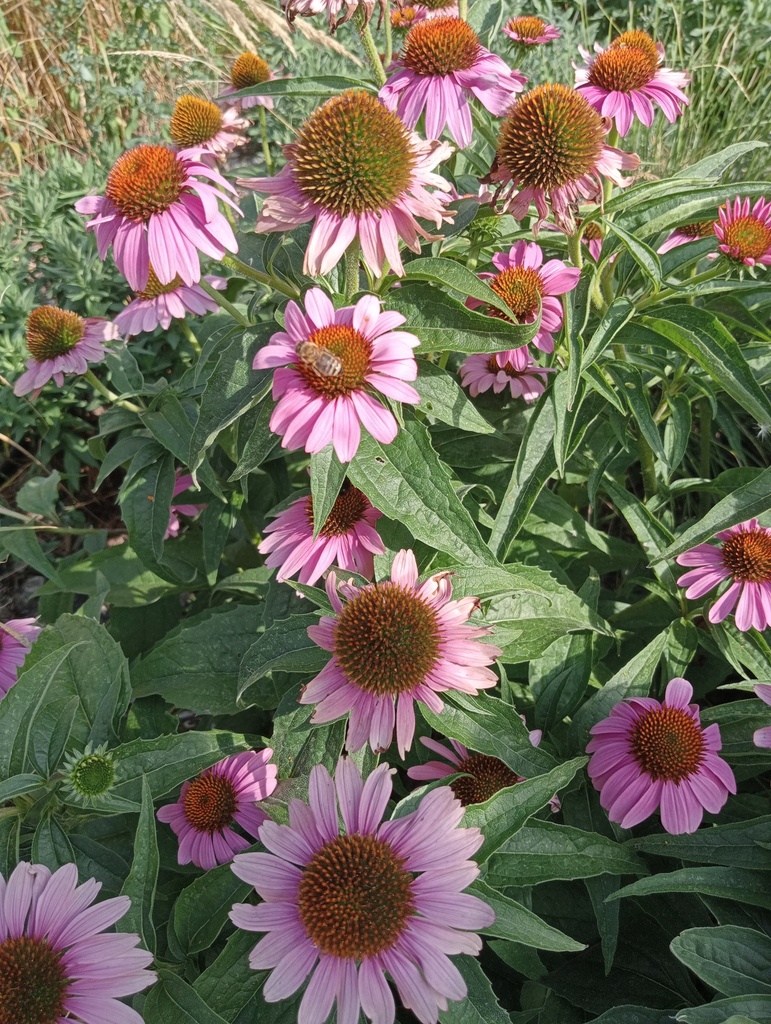 Echinacea purpurea 'Baby Swan Pink' - La Pépinière d'Agnens