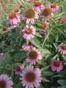 Echinacea purpurea 'Baby Swan Pink' - La Pépinière d'Agnens