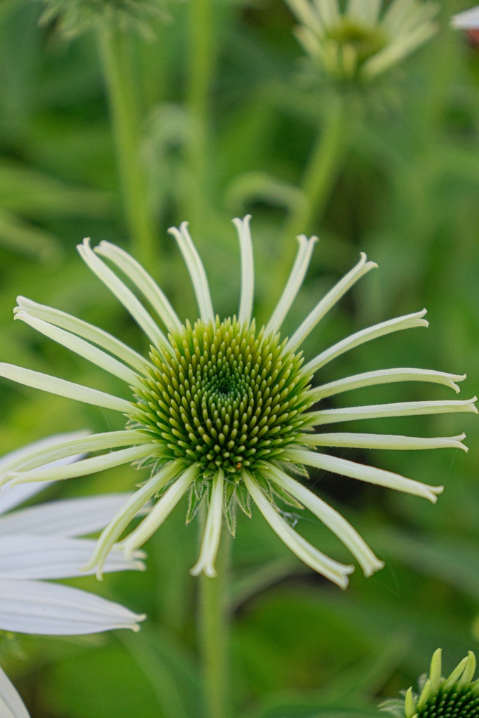 Echinacea purpurea 'Baby Swan White' - La Pépinière d'Agnens
