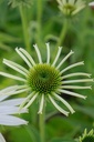 Echinacea purpurea 'Baby Swan White' - La Pépinière d'Agnens