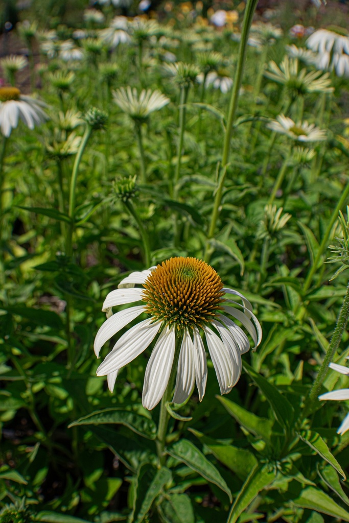 Echinacea purpurea 'Baby Swan White' - La Pépinière d'Agnens