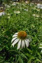 Echinacea purpurea 'Baby Swan White' - La Pépinière d'Agnens