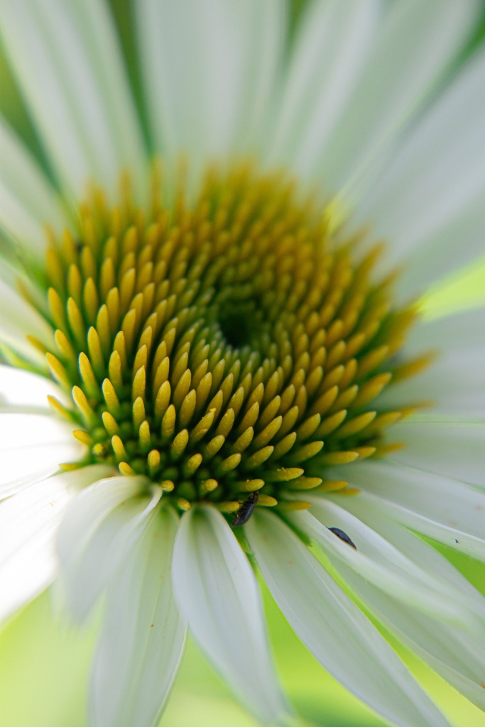 Echinacea purpurea 'Baby Swan White' - La Pépinière d'Agnens
