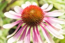 Echinacea purpurea 'Green Twister' - La Pépinière d'Agnens