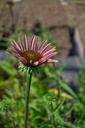 Echinacea purpurea 'Magnus Superior' - La Pépinière d'Agnens