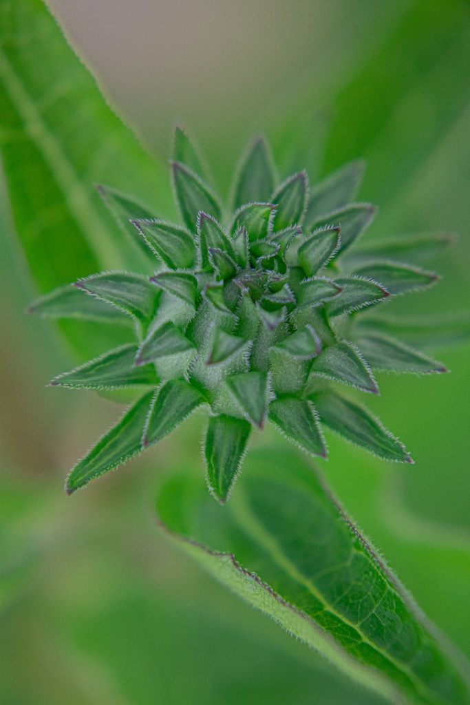 Echinacea purpurea 'Magnus Superior' - La Pépinière d'Agnens