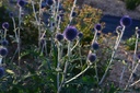 Echinops bannaticus 'Blue Globe' - La Pépinière d'Agnens