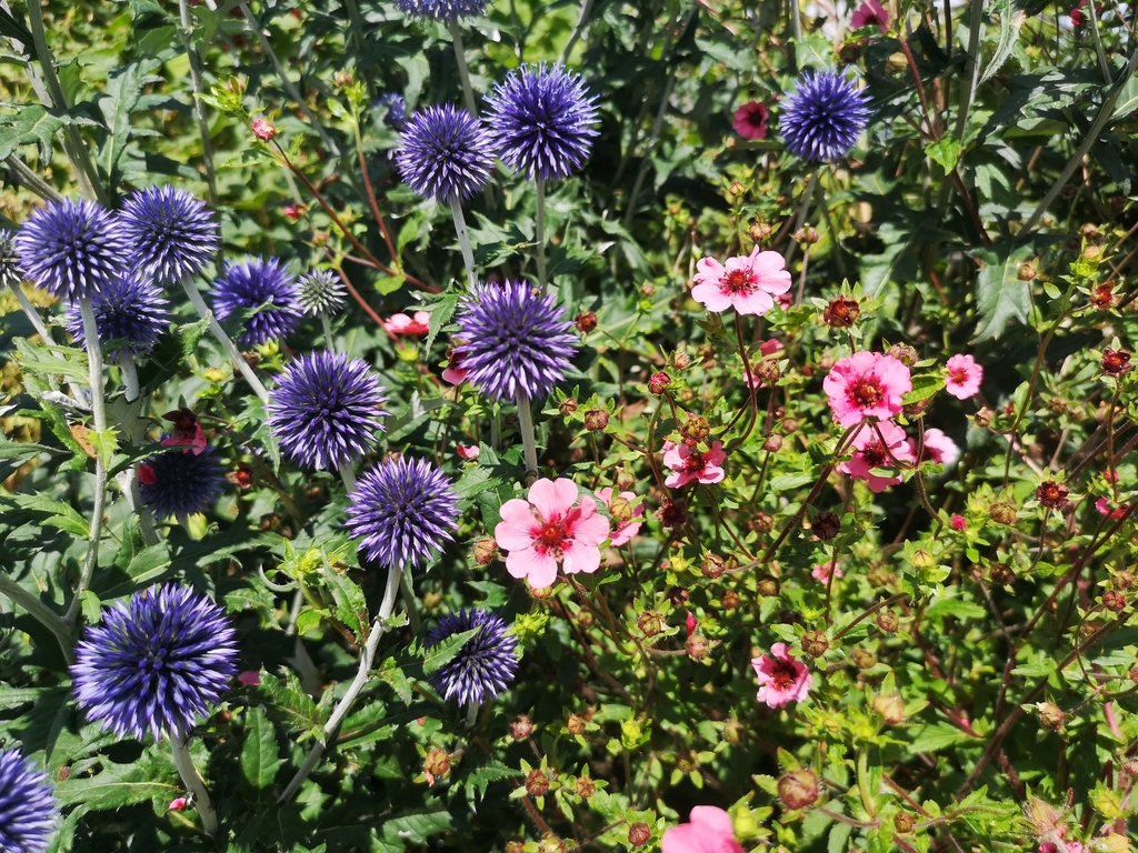 Echinops ritro 'Veitch's Blue' - La Pépinière d'Agnens