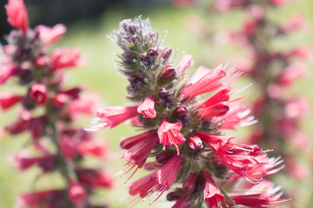 Echium amoenum 'Red Feathers' - La Pépinière d'Agnens