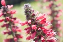 Echium amoenum 'Red Feathers' - La Pépinière d'Agnens