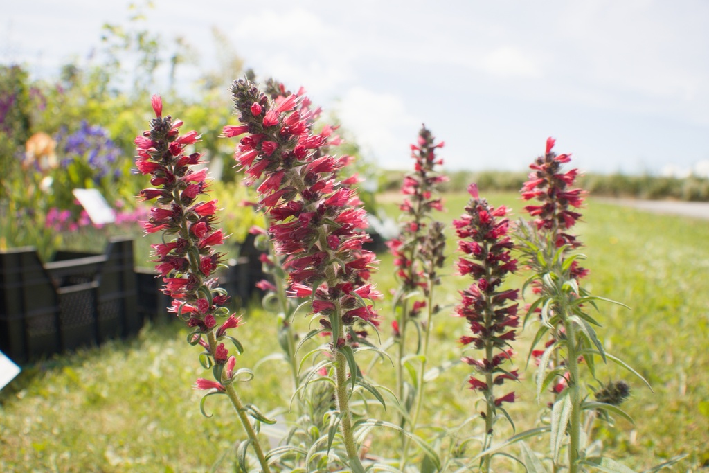 Echium amoenum 'Red Feathers' - La Pépinière d'Agnens