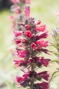 Echium amoenum 'Red Feathers' - La Pépinière d'Agnens