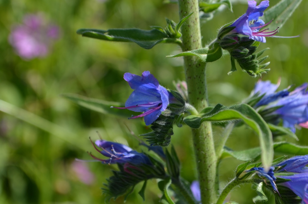 Echium vulgare - La Pépinière d'Agnens