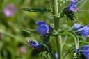Echium vulgare - La Pépinière d'Agnens