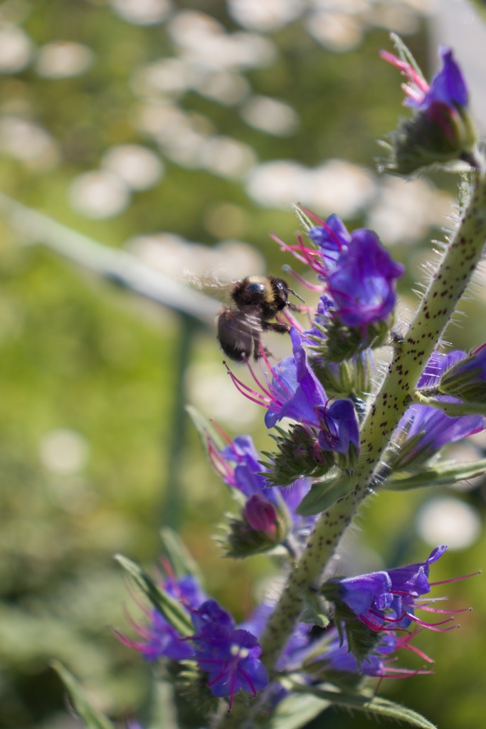 Echium vulgare - La Pépinière d'Agnens