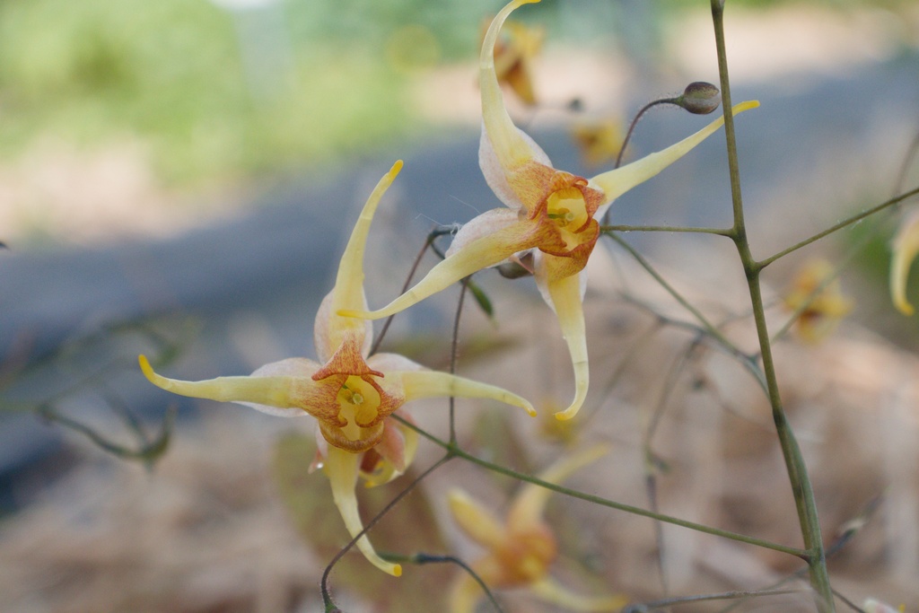 Epimedium hybride 'Amber Queen' - La Pépinière d'Agnens