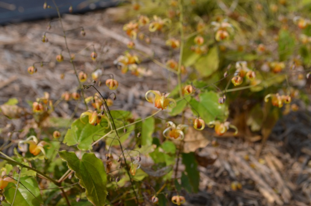 Epimedium hybride 'Amber Queen' - La Pépinière d'Agnens