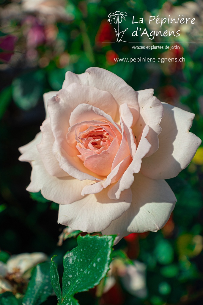 Rosa grimpant 'Penny Lane'