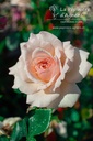 Rosa grimpant 'Penny Lane'