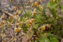 Epimedium hybride 'Amber Queen' - La Pépinière d'Agnens