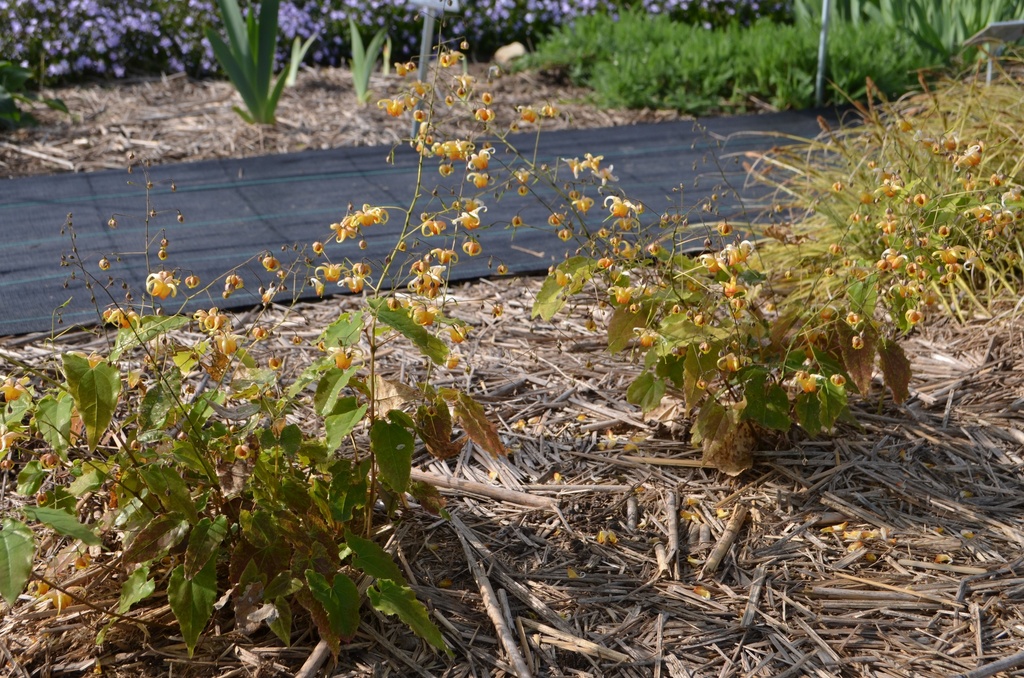 Epimedium hybride 'Amber Queen' - La Pépinière d'Agnens