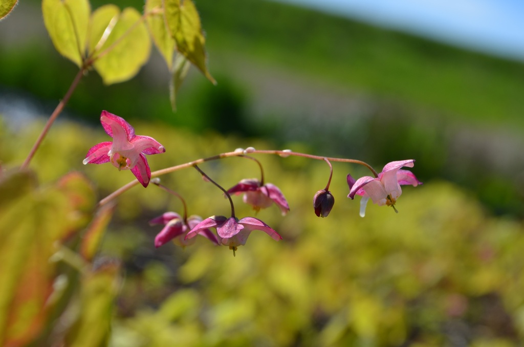 Epimedium rubrum (x) - La Pépinière d'Agnens