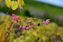 Epimedium rubrum (x) - La Pépinière d'Agnens