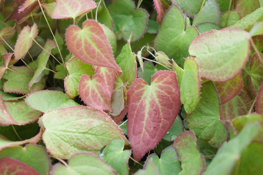 Epimedium rubrum (x) - La Pépinière d'Agnens