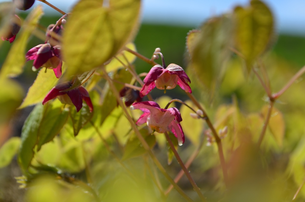Epimedium rubrum (x) - La Pépinière d'Agnens