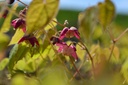 Epimedium rubrum (x) - La Pépinière d'Agnens