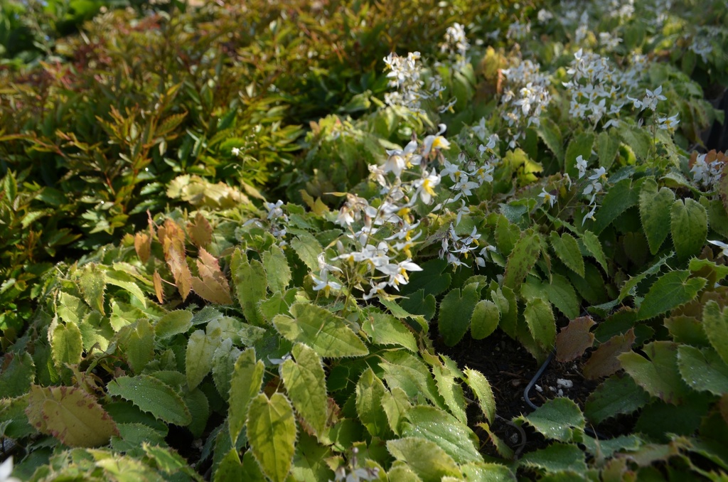 Epimedium stellatum 'Long Leaf Form' - La Pépinière d'Agnens