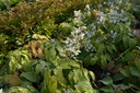 Epimedium stellatum 'Long Leaf Form' - La Pépinière d'Agnens