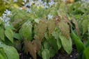 Epimedium stellatum 'Long Leaf Form' - La Pépinière d'Agnens