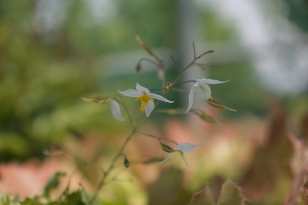 Epimedium stellatum 'Long Leaf Form' - La Pépinière d'Agnens
