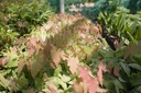 Epimedium stellatum 'Long Leaf Form' - La Pépinière d'Agnens