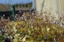 Epimedium stellatum 'Long Leaf Form' - La Pépinière d'Agnens