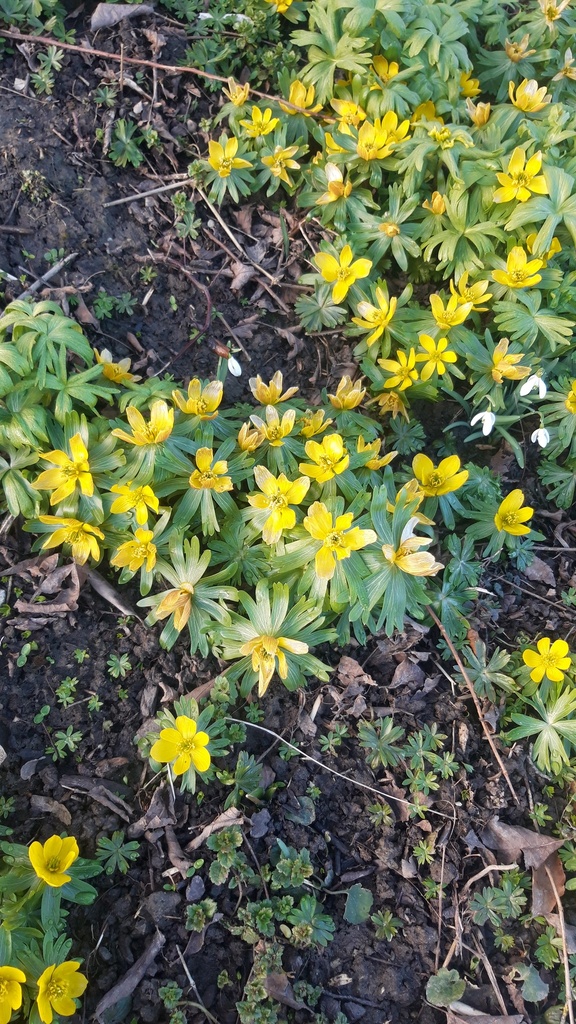 Eranthis cilicica - La Pépinière d'Agnens