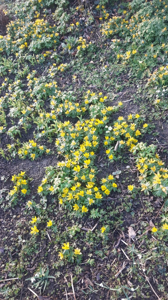Eranthis cilicica - La Pépinière d'Agnens