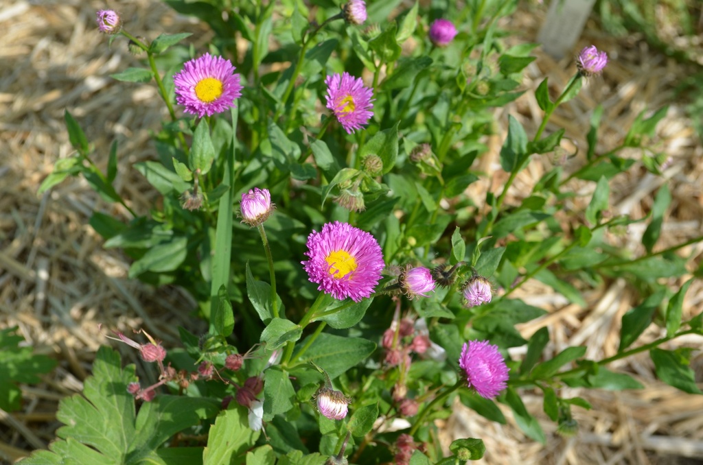 Erigeron hybride 'Foerster's Lieblings' - La Pépinière d'Agnens