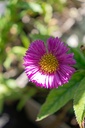 Erigeron hybride 'Foerster's Lieblings' - La Pépinière d'Agnens
