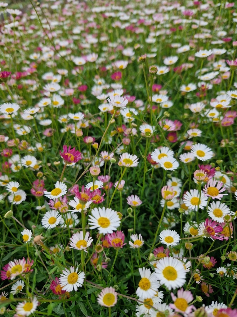 Erigeron karvinskianus 'Blütenmeer' - La Pépinière d'Agnens