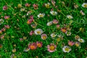 Erigeron karvinskianus 'Blütenmeer' - La Pépinière d'Agnens