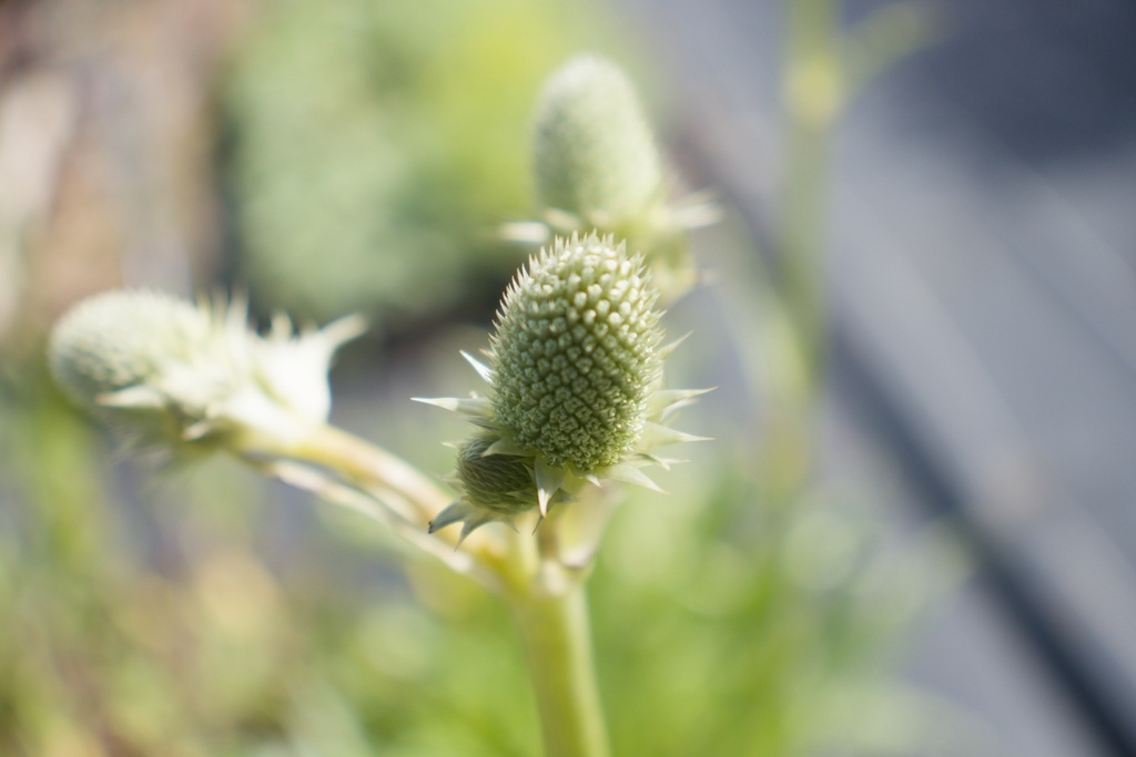 Eryngium agavifolium - La Pépinière d'Agnens