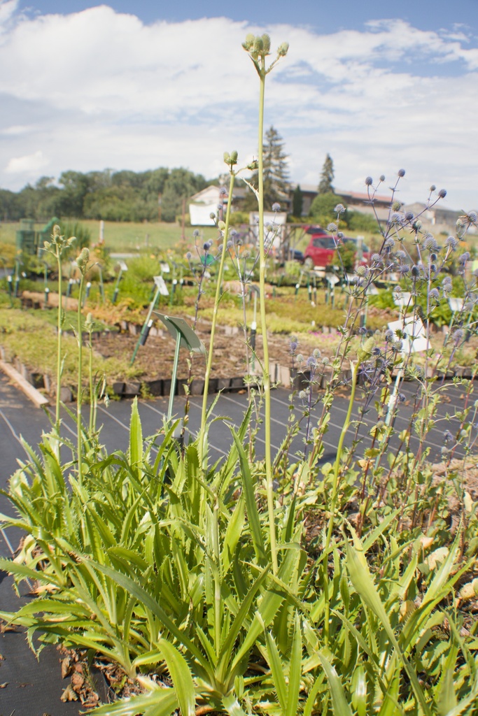 Eryngium agavifolium - La Pépinière d'Agnens