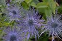 Eryngium alpinum 'Blue Star' - La Pépinière d'Agnens